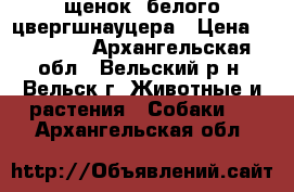 щенок  белого цвергшнауцера › Цена ­ 35 000 - Архангельская обл., Вельский р-н, Вельск г. Животные и растения » Собаки   . Архангельская обл.